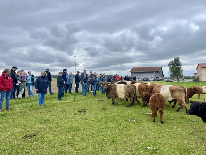 Galloway Herde bei Familie Drexler Galloway Herde bei Familie Drexler