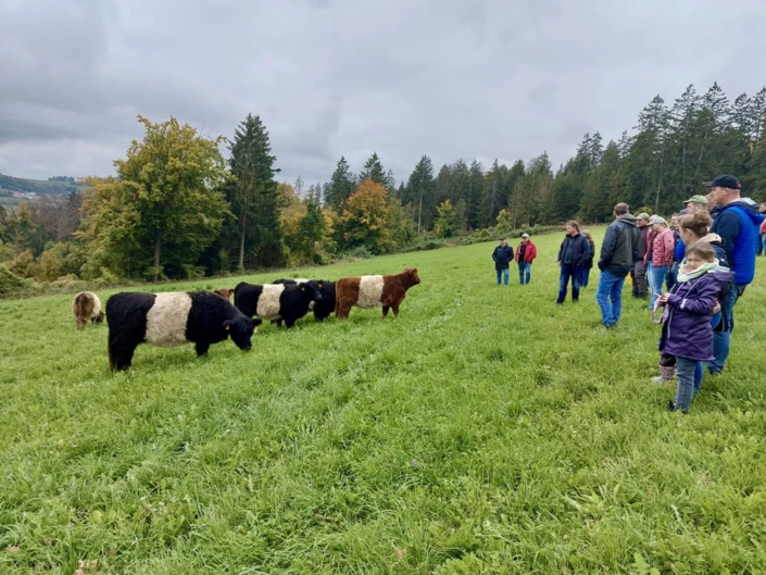 Galloway Färsenweide der Familie Ludwig Galloway Färsenweide der Familie Ludwig