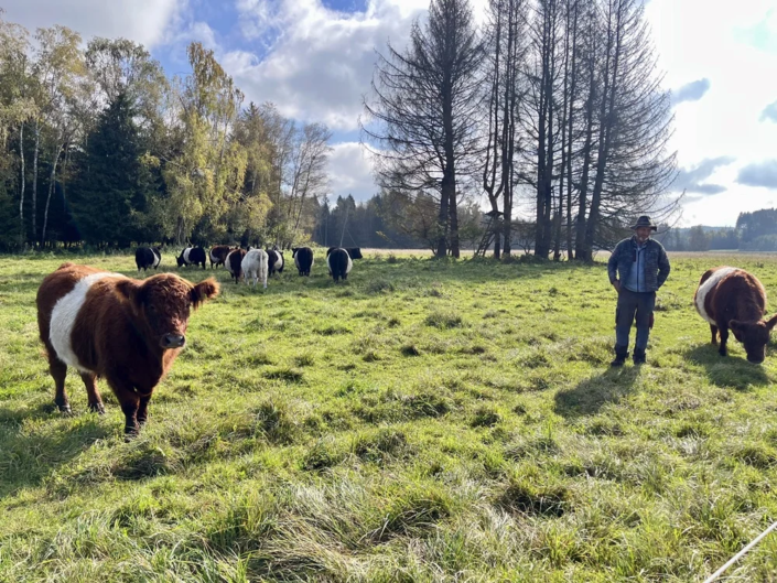 Brucker Moos – Galloway Weide der Familie Tristl Brucker Moos - Galloway Weide der Familie Tristl
