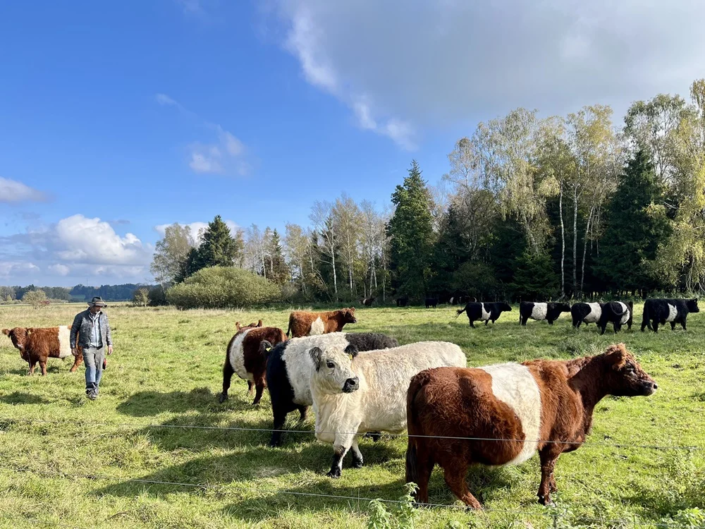 Brucker Moos – Galloway Weide der Familie Tristl Brucker Moos - Galloway Weide der Familie Tristl