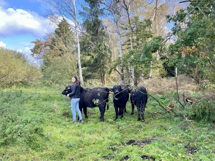Wasserbüffel bei Famile Tristl Wasserbüffel bei Famile Tristl