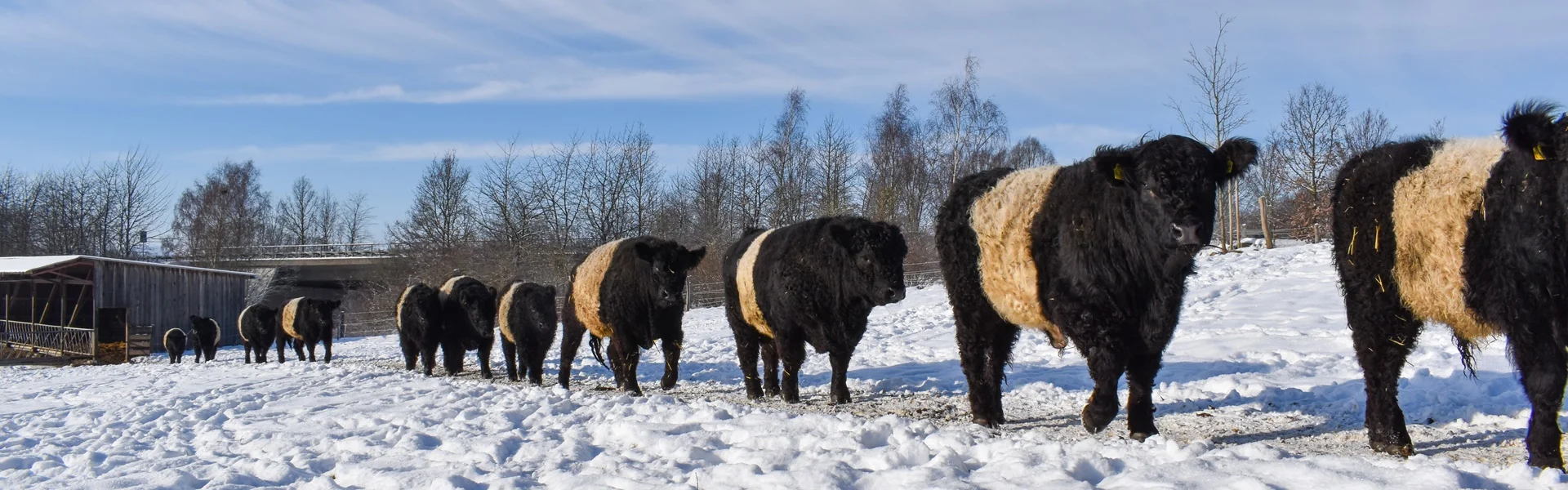 Belted Galloways im Gänsemarsch ..