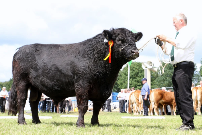 Ein Bulle wie ein Denkmal. Der zweimalige Mister Tarmstedt Piet mit Friedrich Wiegmann.