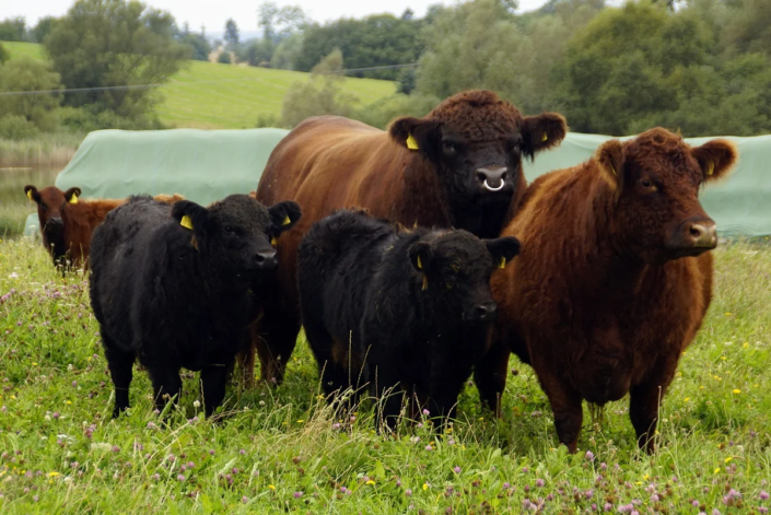 Bauernbergrinder 2014 Der rote Watussi II hat seinerzeit die Herde stark geprägt