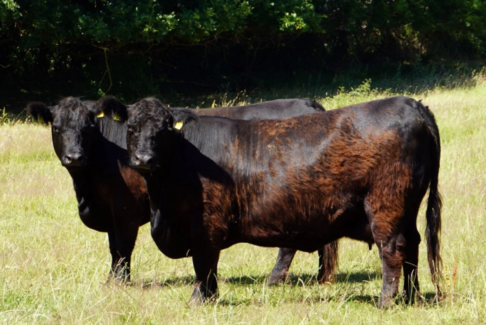 Fuchsie und Fenja (202021) verkörpern das betriebliche Zuchtziel