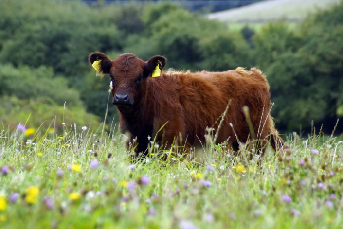 Robust von Anfang an – Galloway-Kalb *vom Bauernberg*